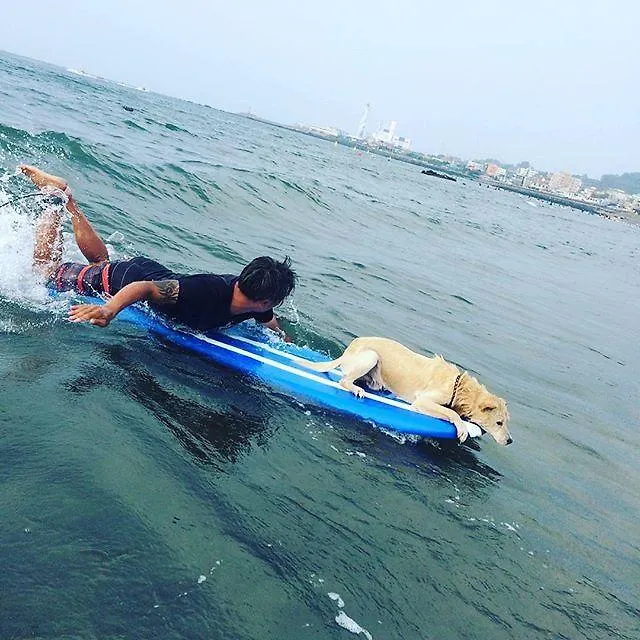 ** Vendégház Surf N Joy Hotel Csedzsu Dél-Korea